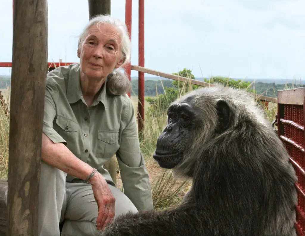 Jane Goodall et un chimpanzé